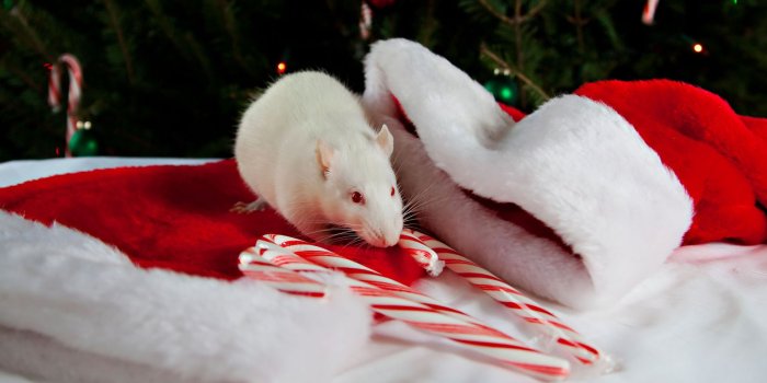 1920x1080 23 Christmas White Rat Wallpapers - Wallpaperboat