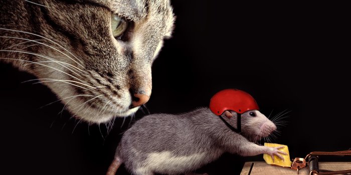 3347x2400 814706 Cats, Rats, Cheese, Helmet, Black background, Funny - Rare Gallery  HD Wallpapers