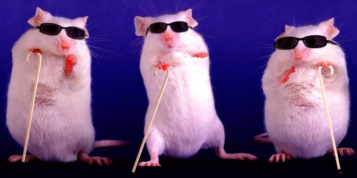 1332x850 Wallpaper purple, pose, background, dark, mouse, glasses, three, rats,  white, white, mouse, trio, rat, stand, symbol of the year, sunglasses  images for desktop, section животные - download