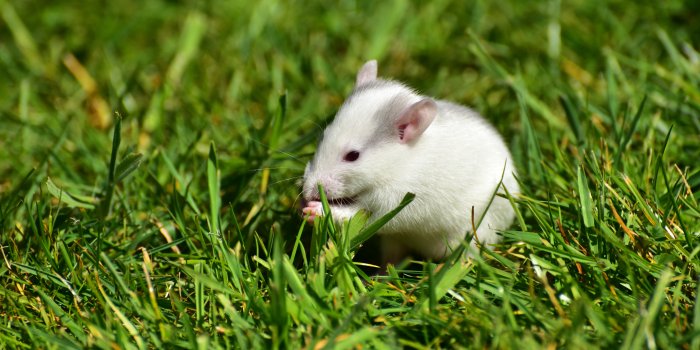 6016x4016 4K Rat Wallpapers | Hintergründe