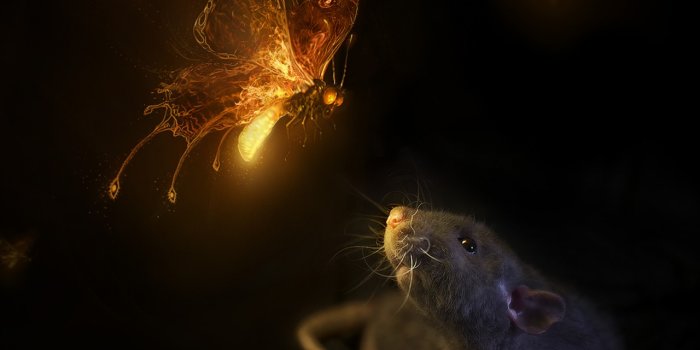 1280x1280 Firefly Ultra HD Desktop Background Wallpaper for 4K UHD TV : Tablet :  Smartphone