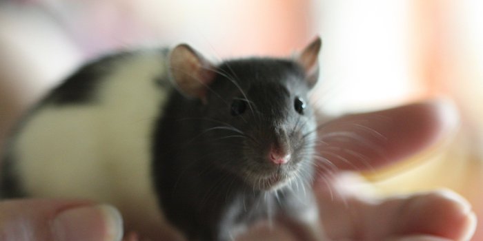 1920x1080 Rat Wallpapers