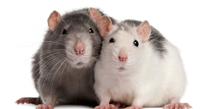 1920x1080 Download Cute Rat Pictures | Wallpapers.com