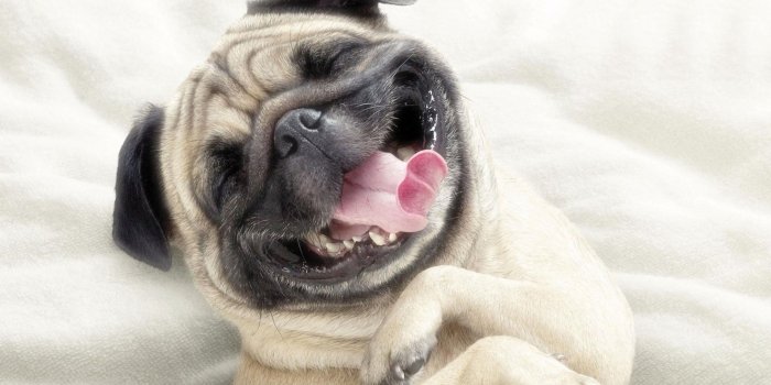 1920x1200 Funny Dog Wallpaper (62+ pictures)