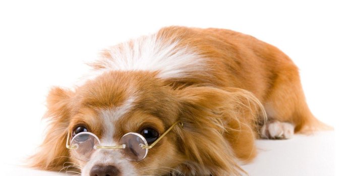1600x1200 Funny Dog Wallpapers