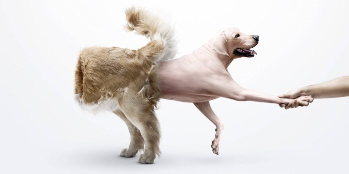1920x1080 Download Hd Funny Dog Wallpaper | Wallpapers.com