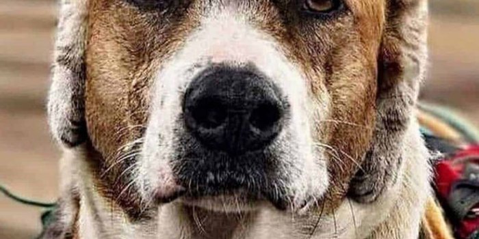 736x1308 Dog Wallpaper smartphone. Dog with a cat on his head. Dog Memes Hilarious  pictures. this dog with captions is hyst… | Funny dog captions, Funny dog  memes, Dog memes