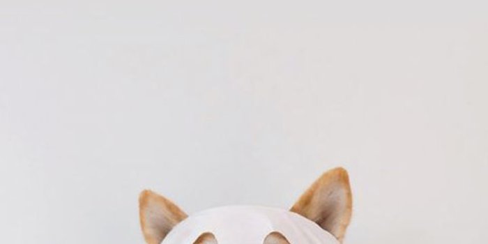 720x1280 é æ on Dog | Dog wallpaper iphone, Cute dog wallpaper, Dog wallpaper  | สุนัขน่ารัก, สุนัข, ลูกสุนัขน่ารัก