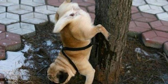 1200x800 funny-dog-wallpaper-9 - Real-Fix