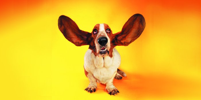 1920x1200 Funny Dog Wallpapers HD - PixelsTalk.Net