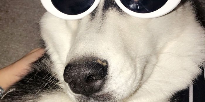 900x1600 Funny Dog HD Wallpapers Free Download - Best Wallpapers