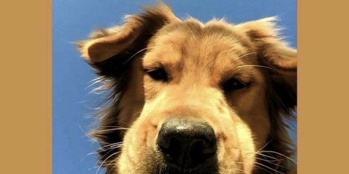 736x1308 27+] Cute Funny Dog Wallpapers - WallpaperSafari