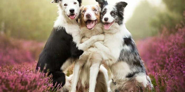 1024x1024 Best Dog iPad HD Wallpapers - iLikeWallpaper