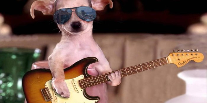 1366x768 Weird Dog Wallpapers