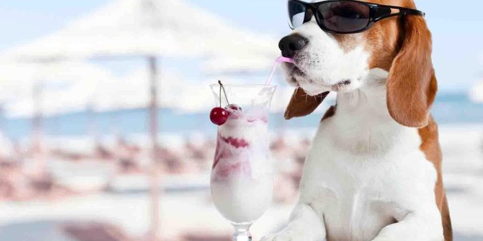 1500x1182 Free Funny Dog Wallpaper APK for Android Download