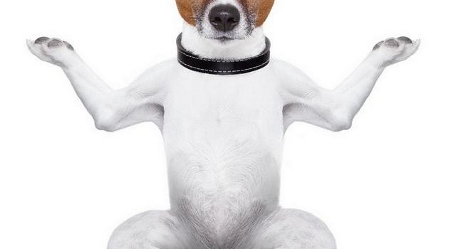 630x1280 funny dog wallpaper by hende09 - Download on ZEDGE™ | 2b77