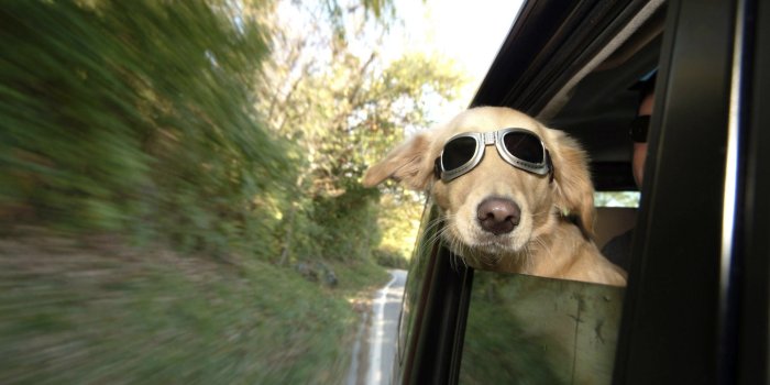 1920x1200 Catching Air-- funny dog wallpaper Preview | 10wallpaper.com