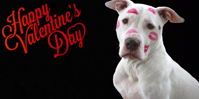 4000x1999 Download Valentines Day Funny Dog Wallpaper | Wallpapers.com