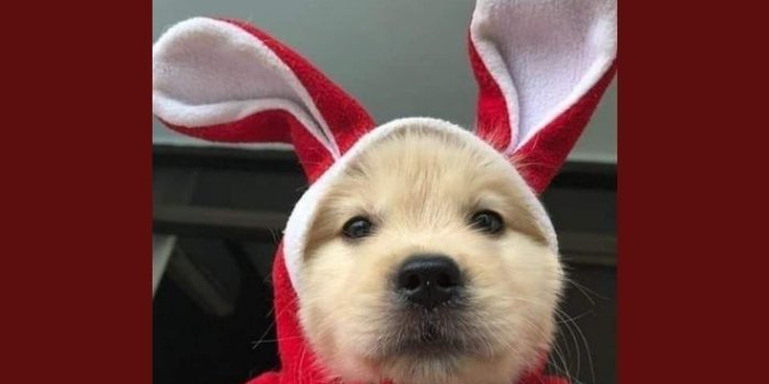736x1308 Free download Wallpaper Goals Dog wallpaper Cute dog wallpaper Cute cat  [736x1308] for your Desktop, Mobile & Tablet | Explore 27+ Cute Funny Dog  Wallpapers | Cute Dog Wallpapers, Funny Dog Wallpaper,