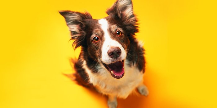 1600x1000 Border Collie, Funny Dog Wallpaper | Olivedale Veterinary Clinic