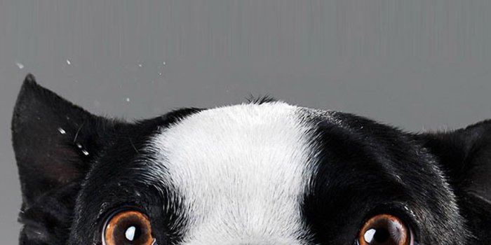 1080x1920 Funny dog face | 4K wallpapers, free and easy to download