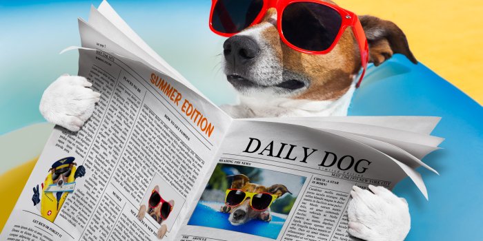 5980x4272 10+ Dog HD Wallpapers and Backgrounds