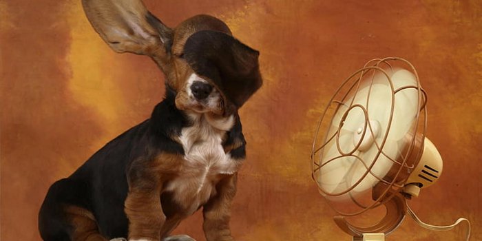 3800x2500 Funny Dog Wallpapers-Pictures - Download Free Images, Photo