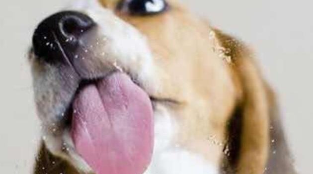 630x1280 Funny dog wallpaper by Lovely_nature_27 - Download on ZEDGE™ | 1fe8