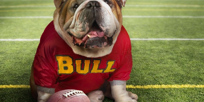 1920x1200 dog Bulls-Funny dog wallpaper Preview | 10wallpaper.com