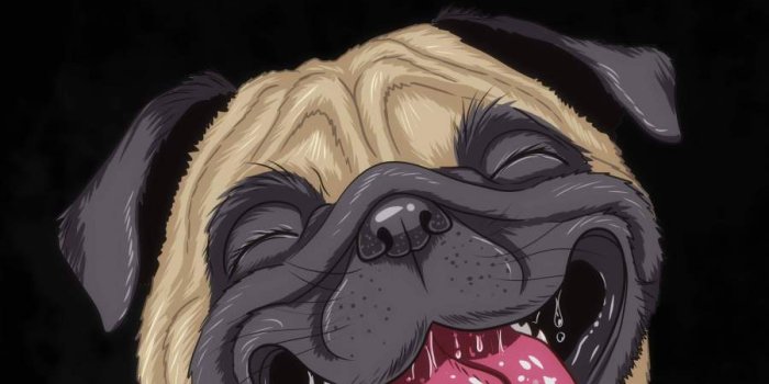 900x1600 Funny Dog IPhone Wallpaper - IPhone Wallpapers : iPhone Wallpapers