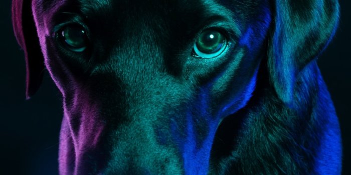 1000x1328 500+ Funny Dog Pictures | Download Free Images on Unsplash