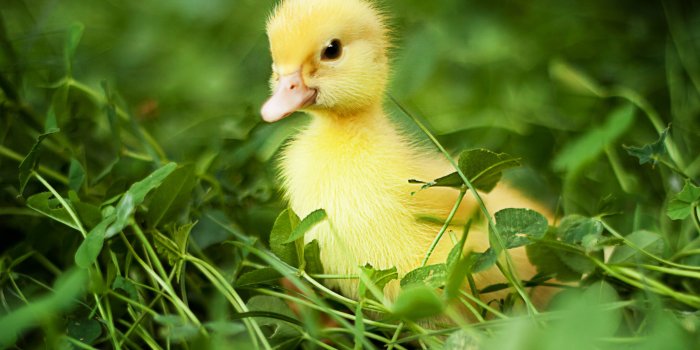 3384x2424 Duck HD Wallpapers and Background Images – YL Computing