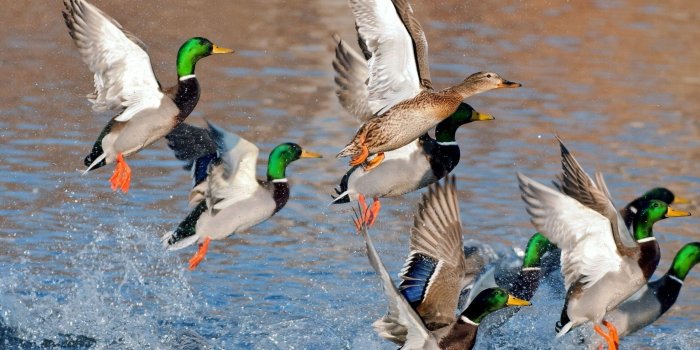 2560x1600 Mallard Duck Wallpapers