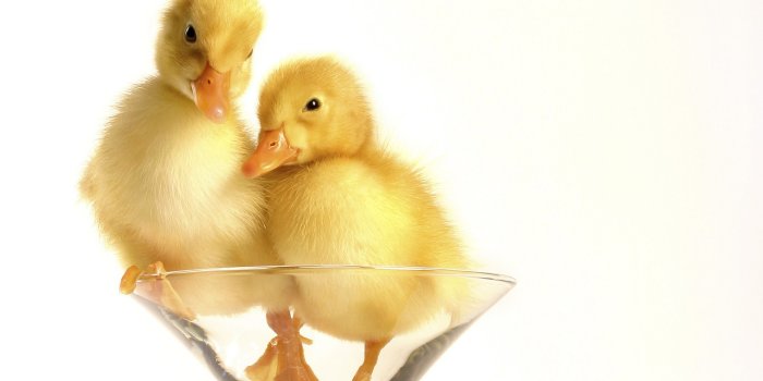 1920x1080 Duck Ultra HD Desktop Background Wallpaper for 4K UHD TV : Widescreen &  UltraWide Desktop & Laptop : Tablet : Smartphone