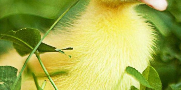 736x1308 Duck Wallpaper Discover more Baby Duck, Cute, Duck, Yellow wallpapers.  https://www.wptunnel.com/duck-wallpaper-2/ | Duck wallpaper, Baby ducks,  Wallpaper