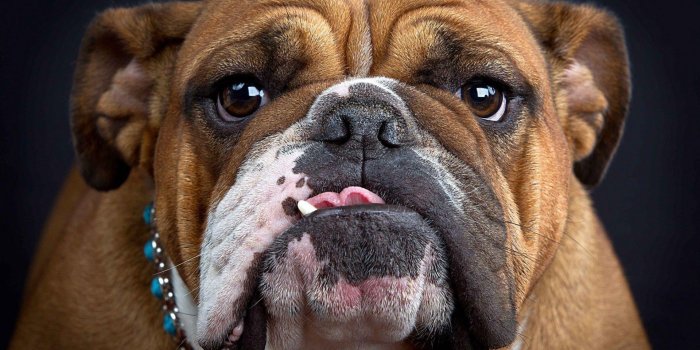 1920x1200 Bulldog Wallpapers - Top Free Bulldog Backgrounds - WallpaperAccess