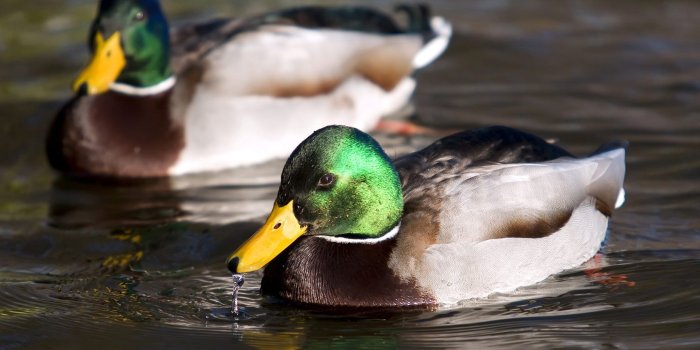 1680x1050 Duck Pictures & Wallpapers • TrumpWallpapers
