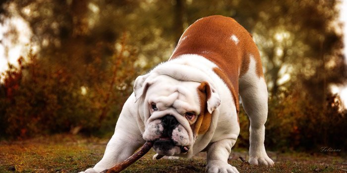 2560x1600 English Bulldog Wallpapers
