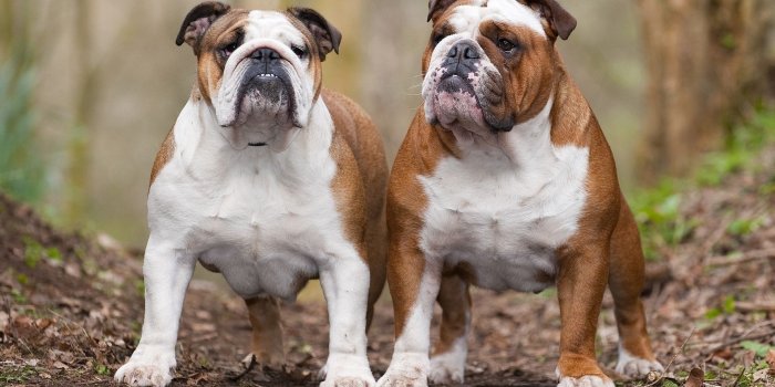 1920x1200 60+ Bulldog HD Wallpapers and Backgrounds