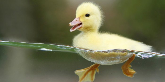 1600x900 Duck Desktop Wallpapers - Top Free Duck Desktop Backgrounds -  WallpaperAccess