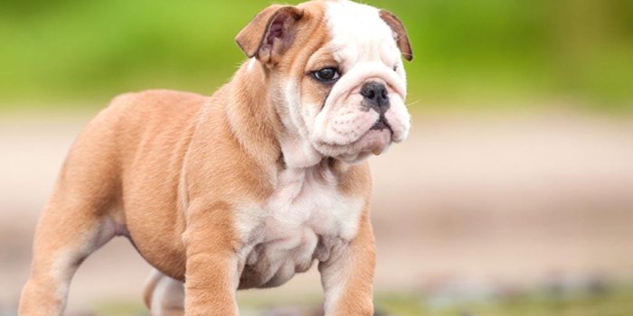 1024x768 Baby Bulldogs Wallpapers