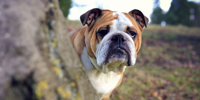 1920x1200 Bulldogs Wallpapers - Top Free Bulldogs Backgrounds - WallpaperAccess