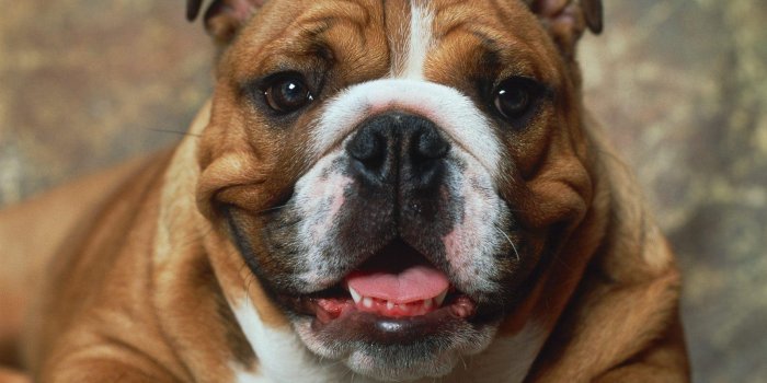 1600x1200 Fun Animals Wiki, Videos, Pictures, Stories: Bulldog Wallpapers