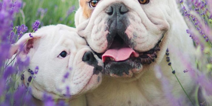 950x1689 Bulldog With Puppy 4K Ultra HD Mobile Wallpaper | Bulldog puppies, Bulldog  wallpaper, Puppies