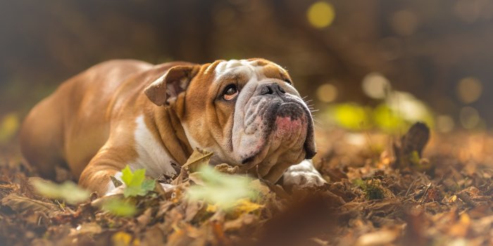 1332x850 Wallpaper autumn, dogs, English bulldog images for desktop, section собаки  - download