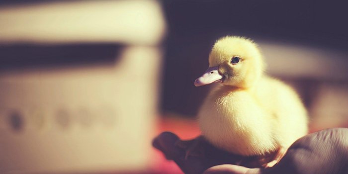 1920x1200 Duck Wallpapers