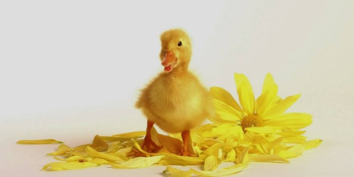 1920x1080 Free Baby Duck Wallpaper Downloads, [100+] Baby Duck Wallpapers for FREE |  Wallpapers.com