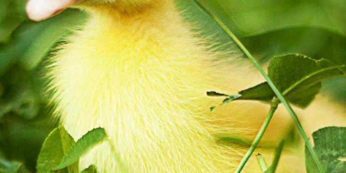 1080x1920 Duck Wallpaper - NawPic