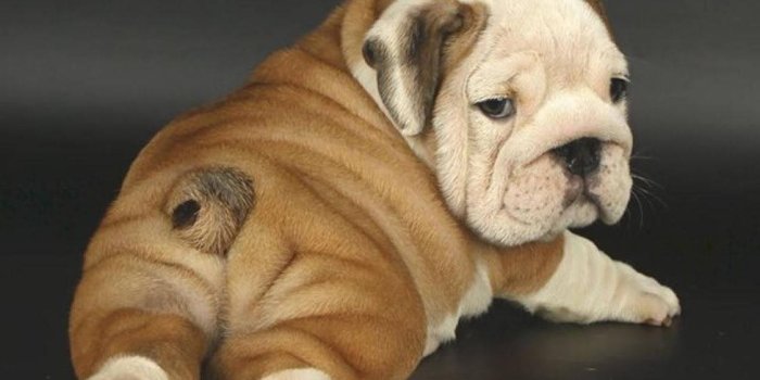 1125x900 Download English Bulldog Puppies Back Wallpaper | Wallpapers.com