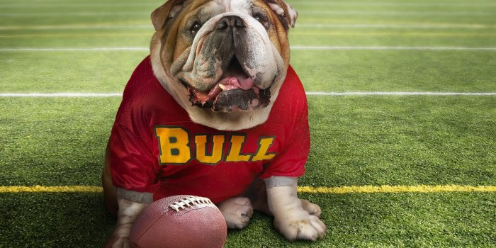 2880x1800 cute, Bulldog Wallpapers HD / Desktop and Mobile Backgrounds